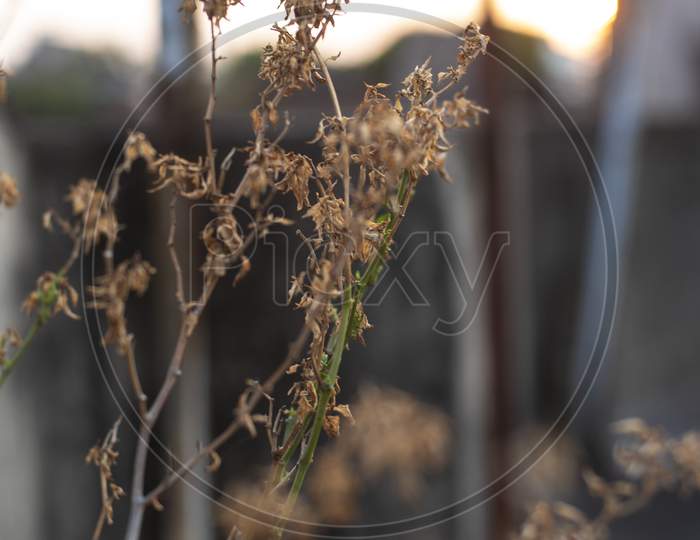 A dry plant on the rooftop in a summer afternoon.