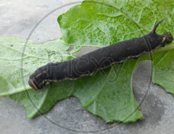 A caterpillar is eating leaves in the garden.