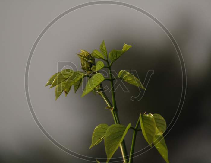 Photo of growing tree . And blooming leaves