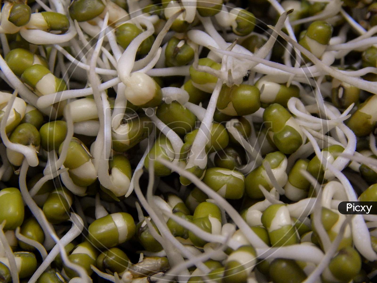 Macro Shot Of Sprouted Moong Daal Healthy Food Full Of Protien.