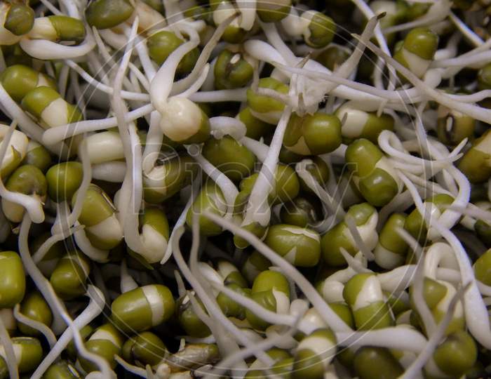 Macro Shot Of Sprouted Moong Daal Healthy Food Full Of Protien.