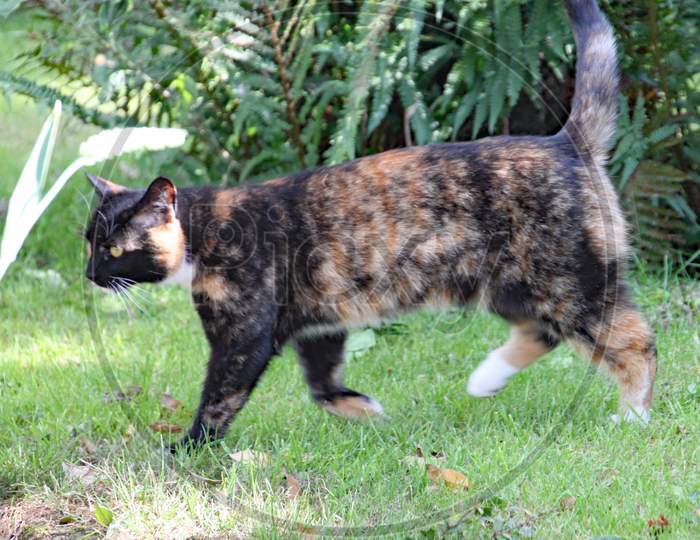 A Calico Cat Walks On The Grass On A Hot Summers Day