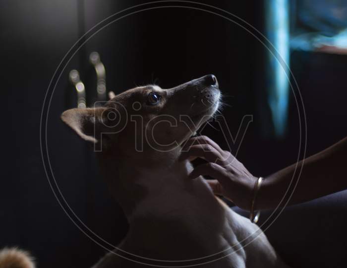 Portrait of a beautiful cute Indian breed domestic dog in a nice mood to play with her owner and being pampered. Indian breed dogs
