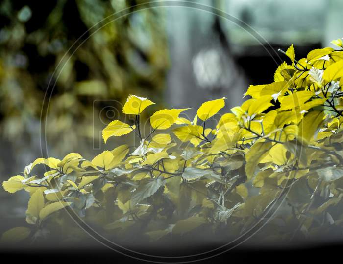beautiful shot of yellow leaves of plants at a garden