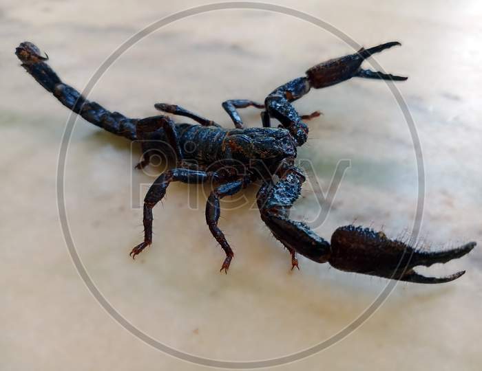 Indian Scorpion With Blur Background