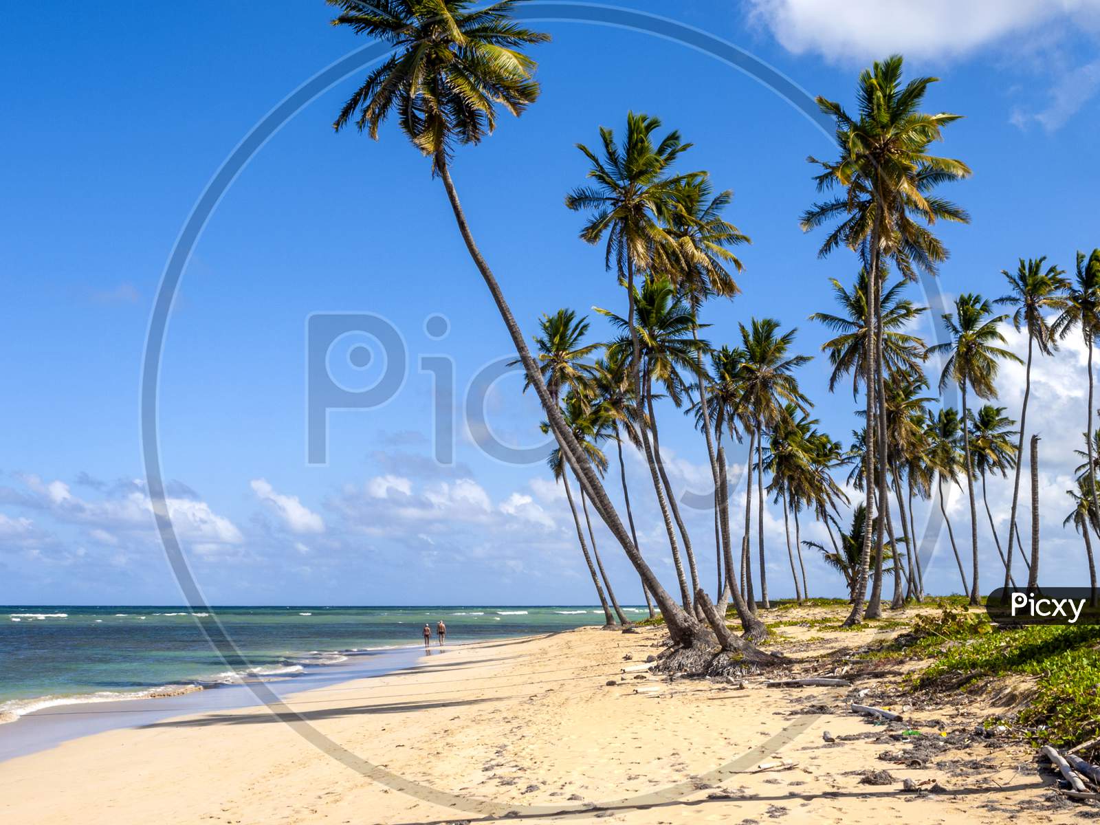 A Caribbean beach with palm trees and blue sky