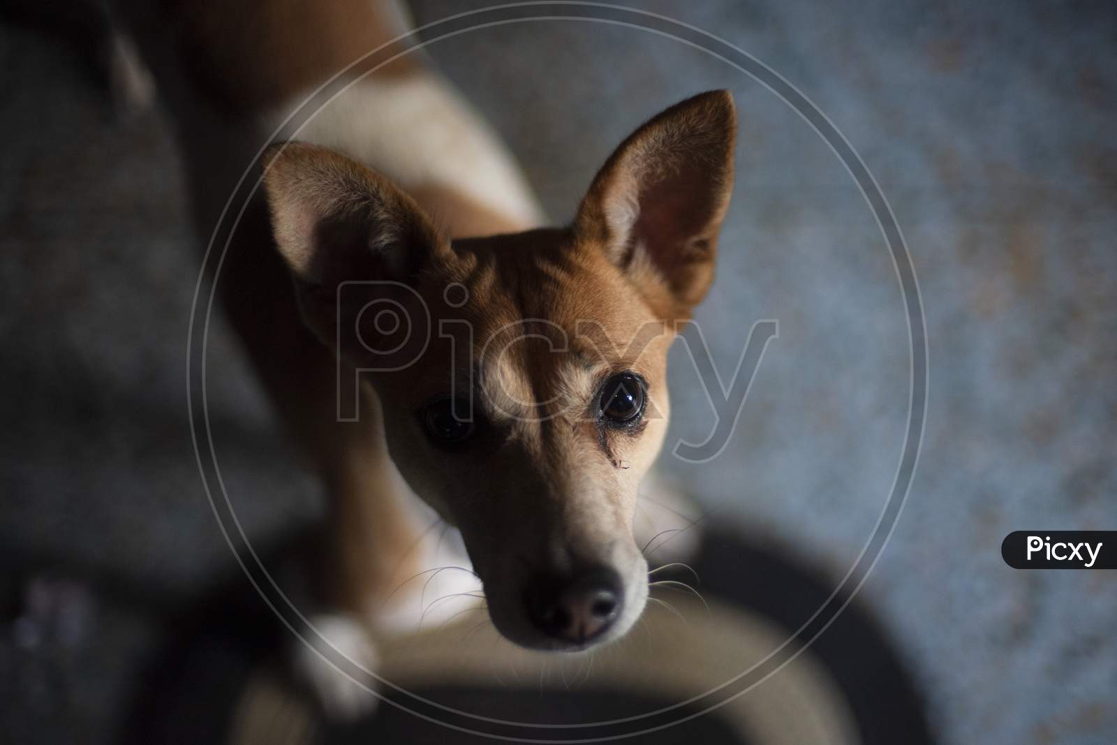 Portrait of a beautiful cute Indian breed domestic dog in a nice mood to play. Indian breed dogs