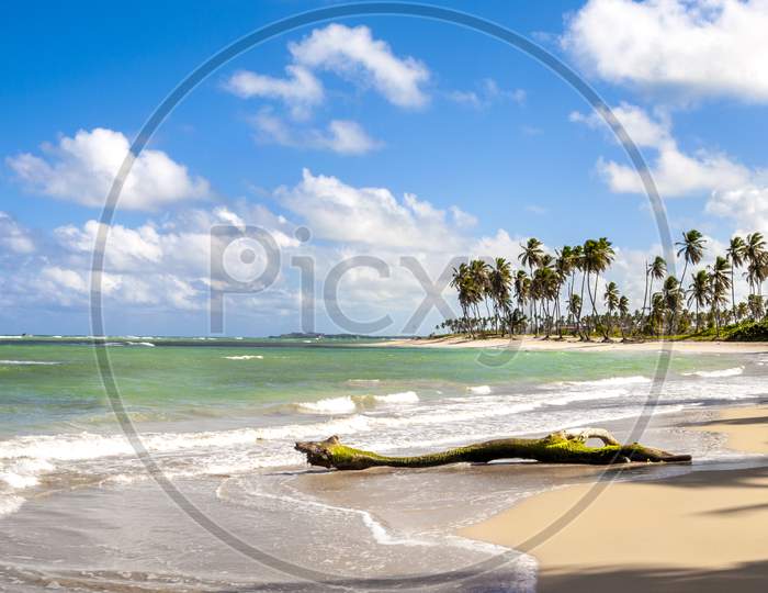 Caribbean beach with driftwood on the shore.