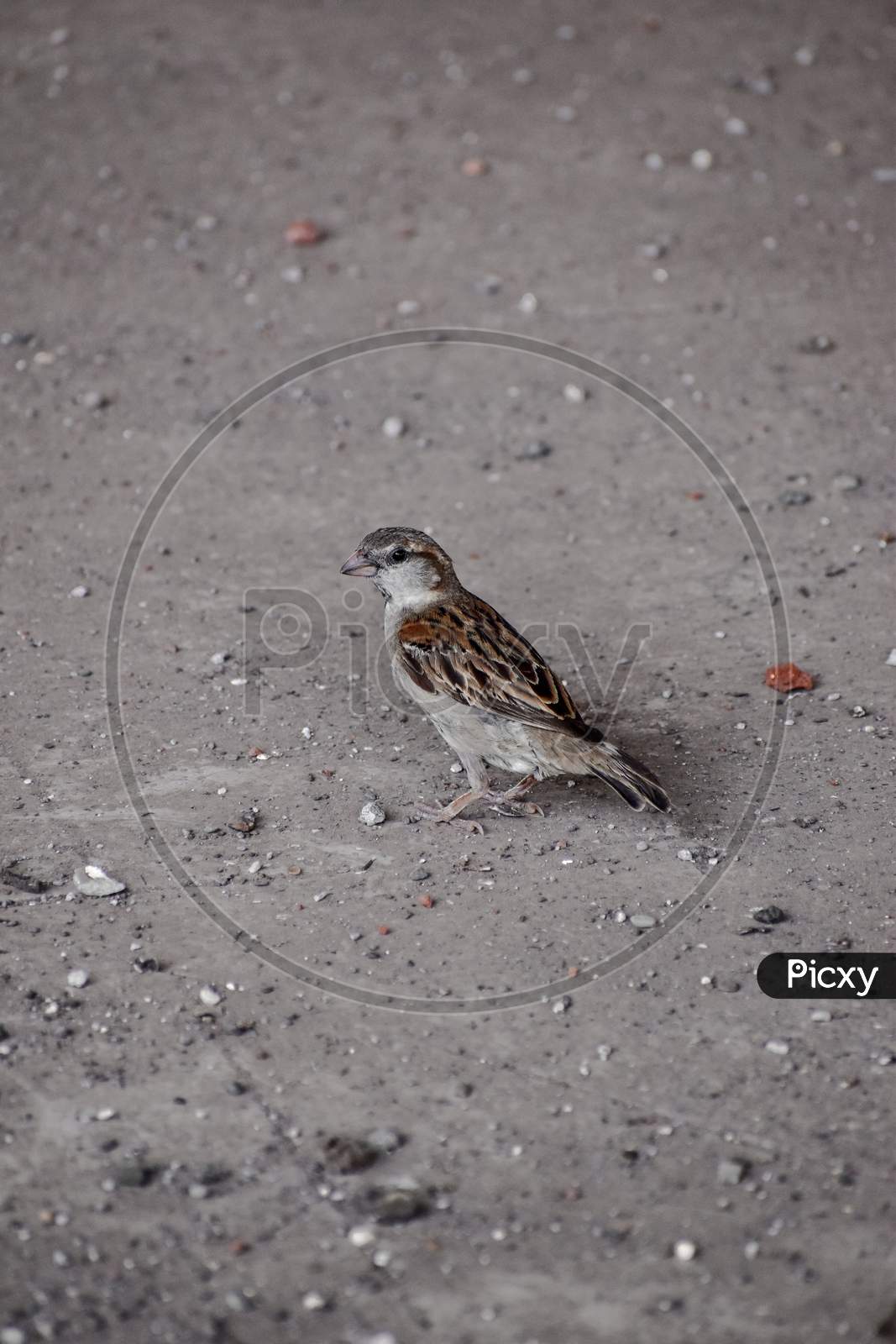 Sparrow seen on a building terrace during quarantine days