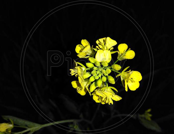 Mustard flower, flower