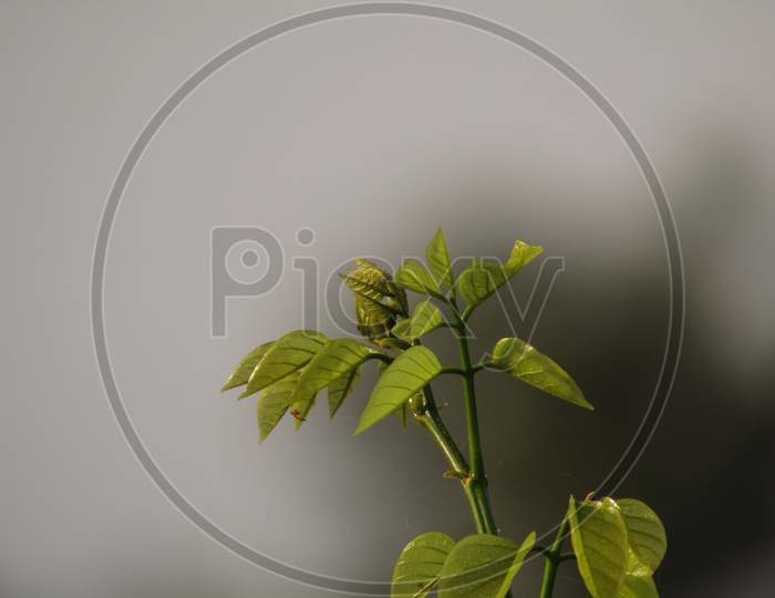 Photo of growing tree . And blooming leaves.