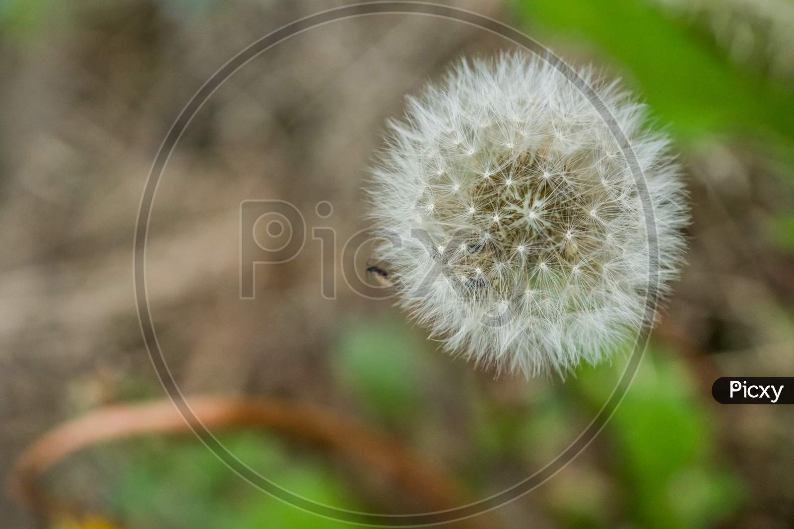 Dandelion Close Up Surrounded By Grass