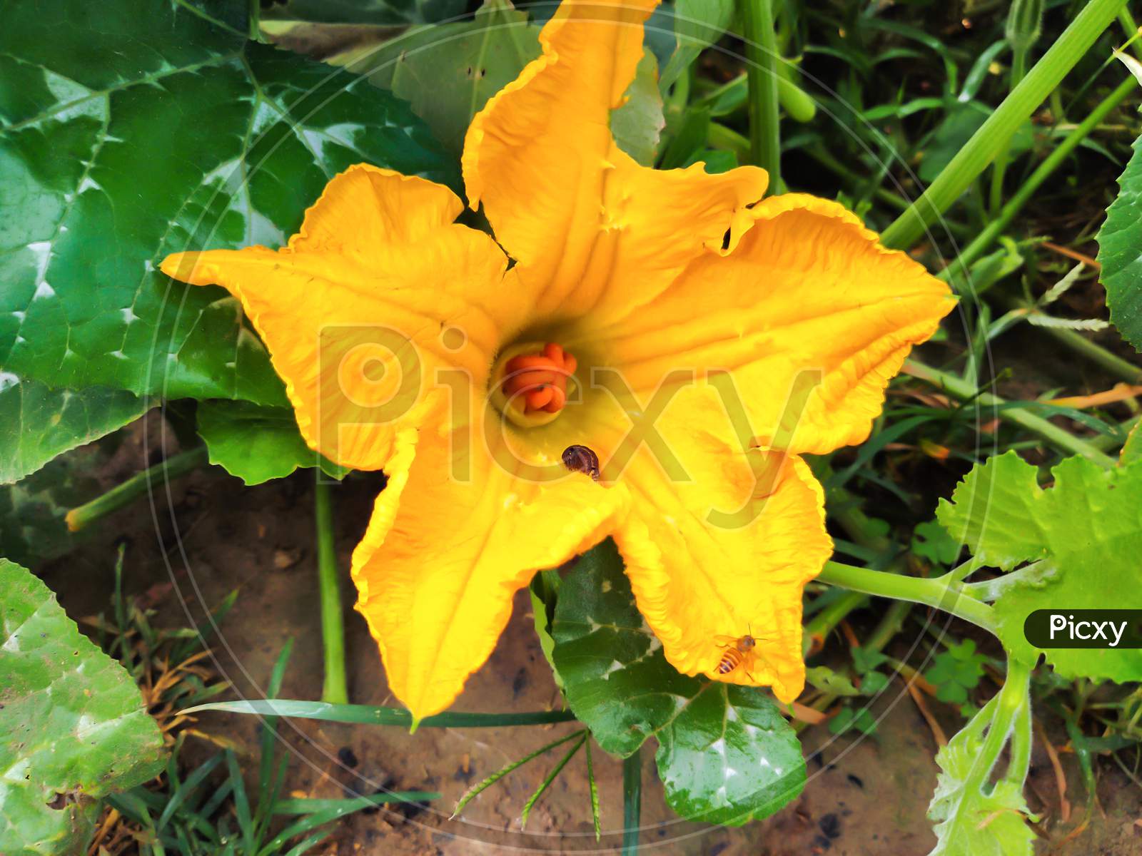 Caterpillar Insect And Bee On The Pumpkin Flowers - Selective Focus
