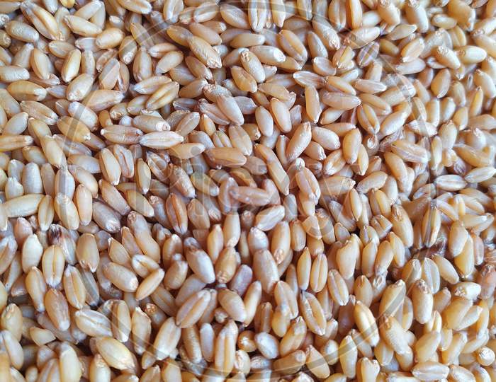 Background texture of uncooked Wheat