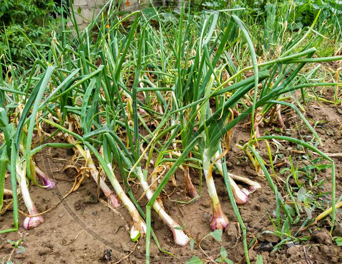 Close-Up Of Onion Plantation In The Vegetable Garden