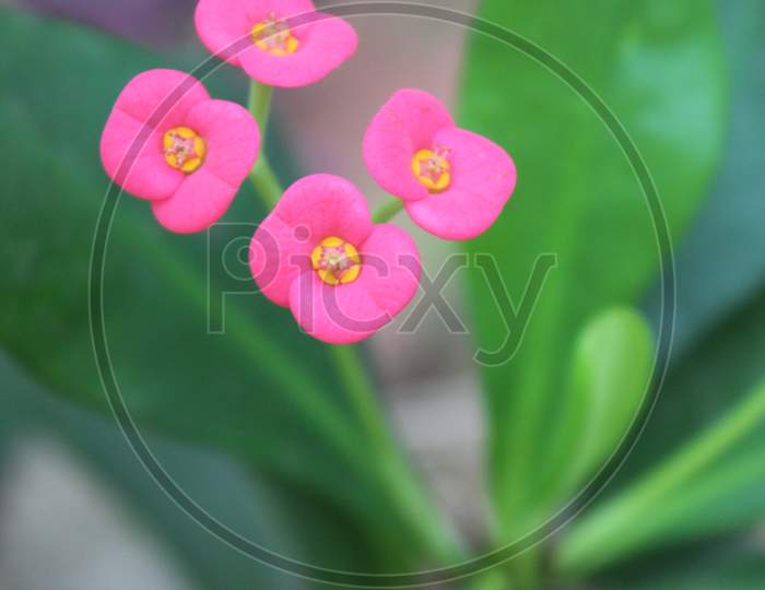 SMALL PINK FLOWERS