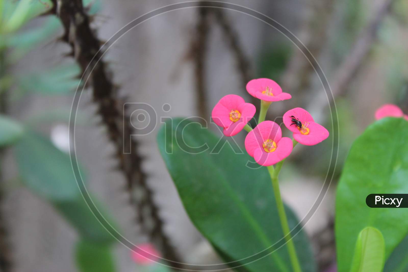 SMALL PINK FLOWERS WITH GREEN LEAF