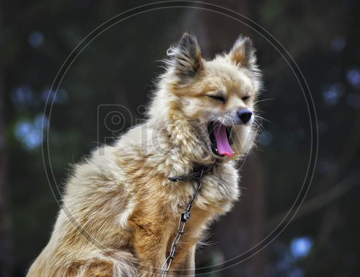 A dog is sitting on a wooden table and started yawnig with iron chain tied on his neck and natural bokeh in background.
