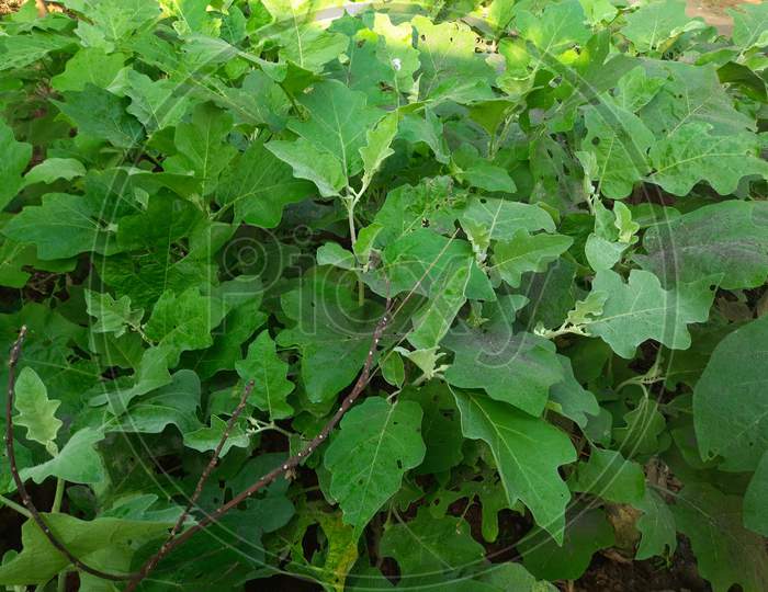 The  plants of brinjal or eggplant.