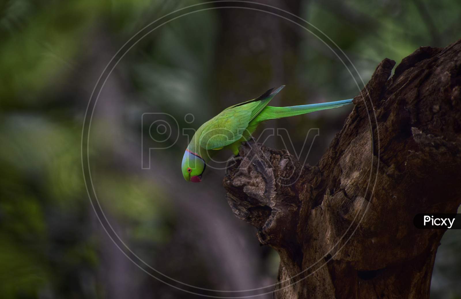A parrot is sitting on a tree and looking downwards with natural bokeh in background.