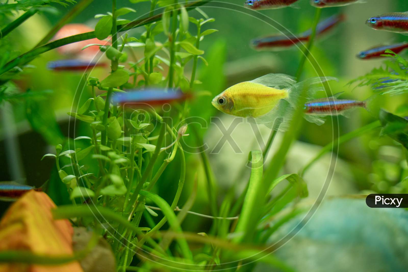 Multicolored Fish In An Aquarium