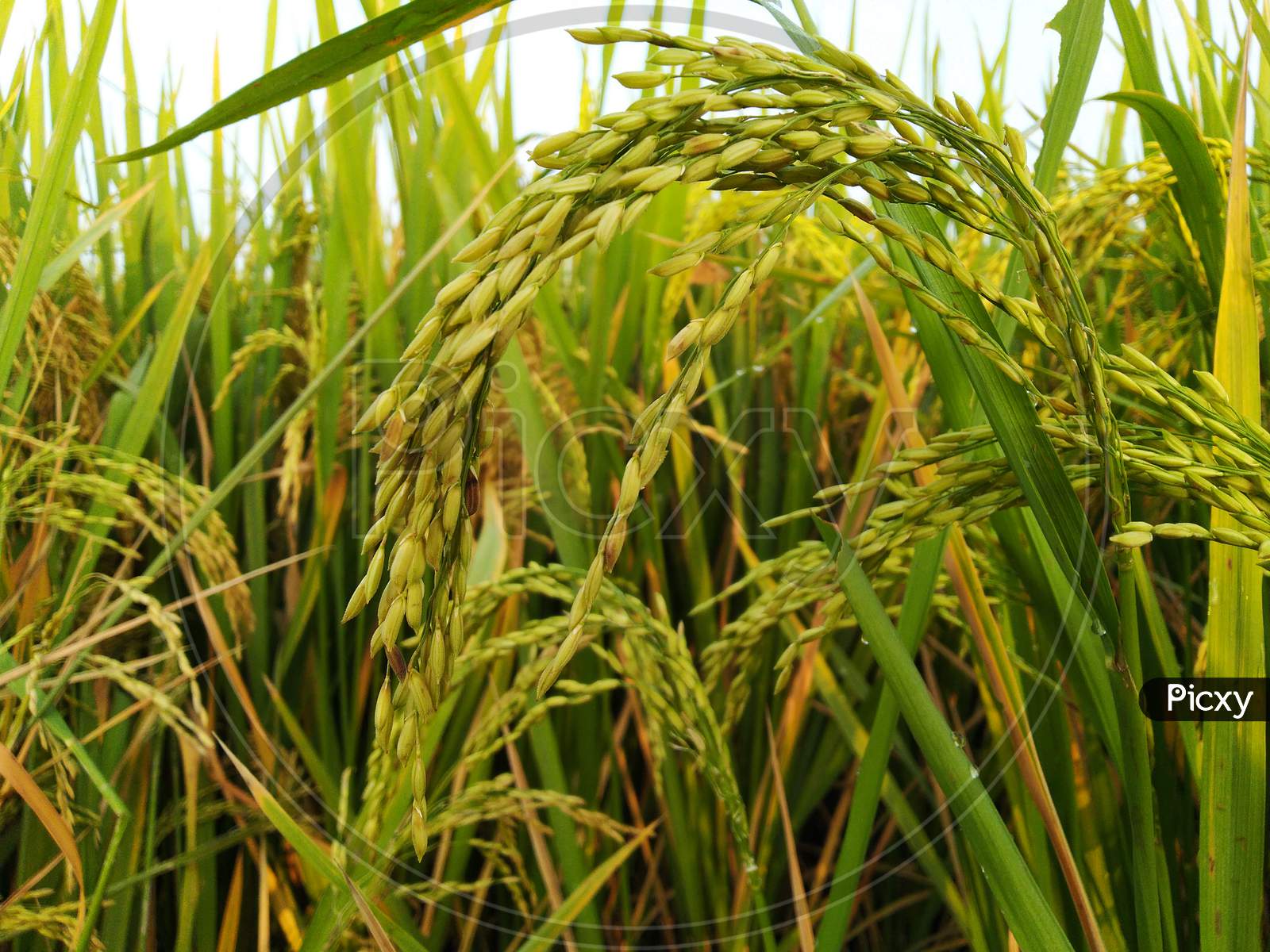 Beautiful rice plants dhaan in rainy season in Mohangarh India