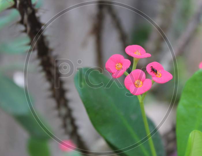 SMALL PINK FLOWERS WITH GREEN LEAF