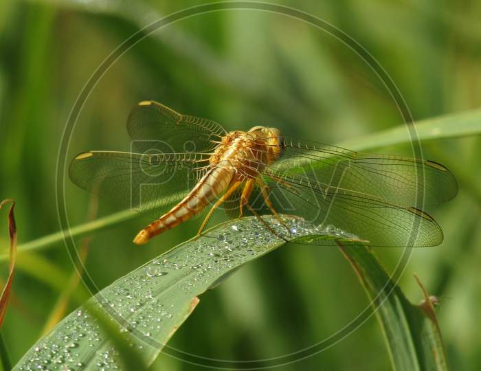 Beautiful dragonfly on green grass