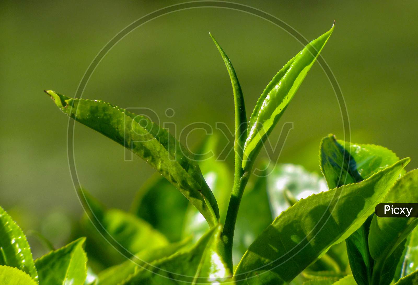 Tea Leaf close up, Munnar, Kerala