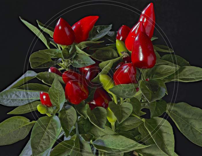 Close-Up Of Red Chili Peppers Against Black Background