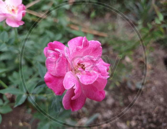 This is a beautiful pink rose