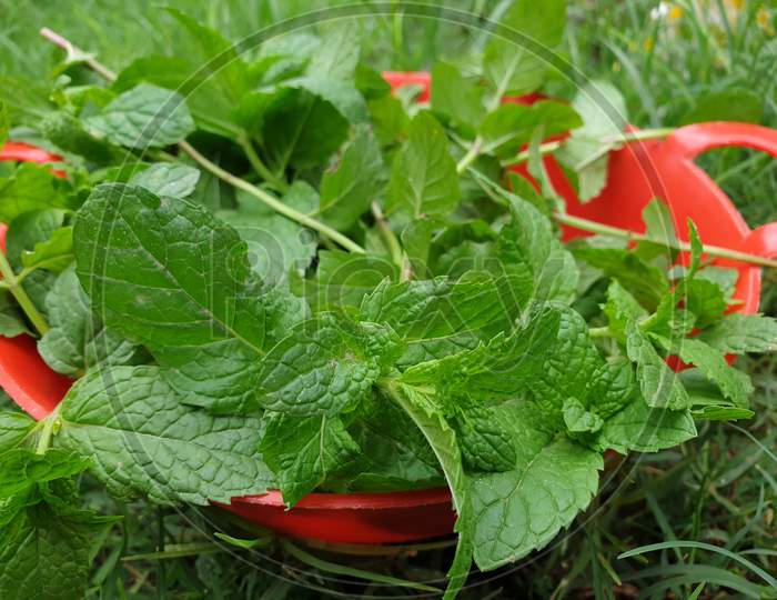 fresh green mint leaves in red basket with grass in background