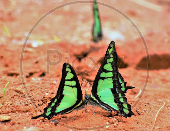 Butterfly (Glassy Bluebottle) showing love interaction during mud puddling and