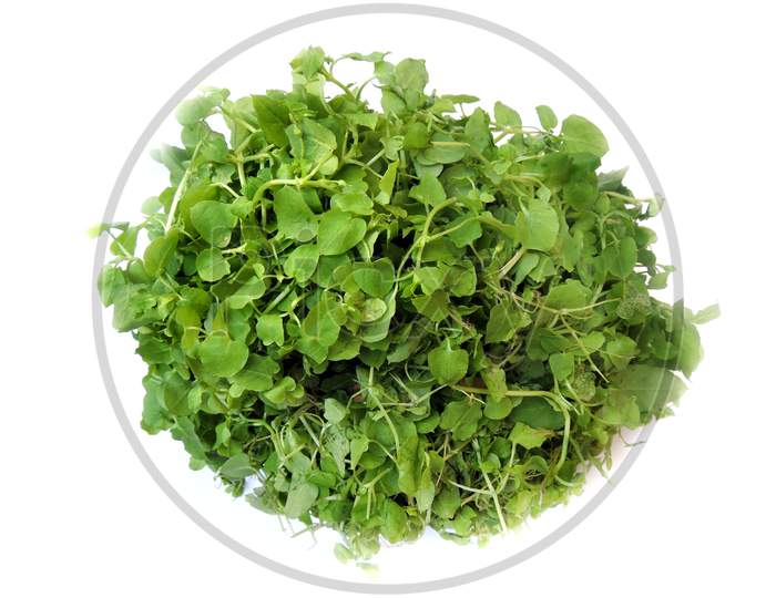 Leafy vegetable- Chickweed