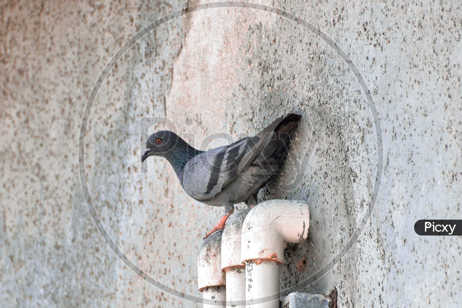 pigeon sitting peacefully on a pipe.