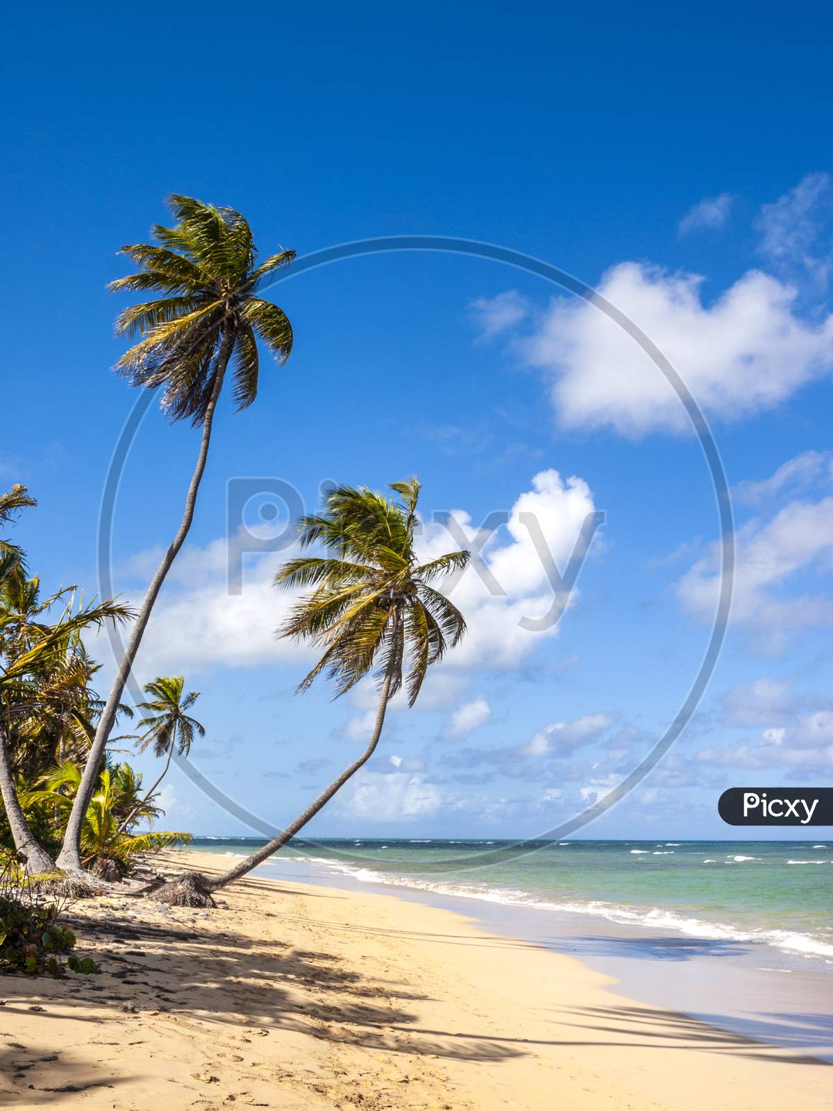 A Caribbean beach with palm trees and blue sky