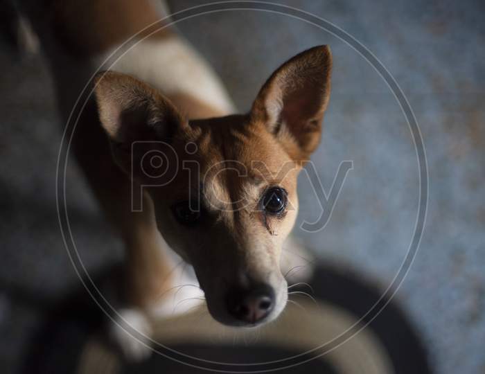 Portrait of a beautiful cute Indian breed domestic dog in a nice mood to play. Indian breed dogs