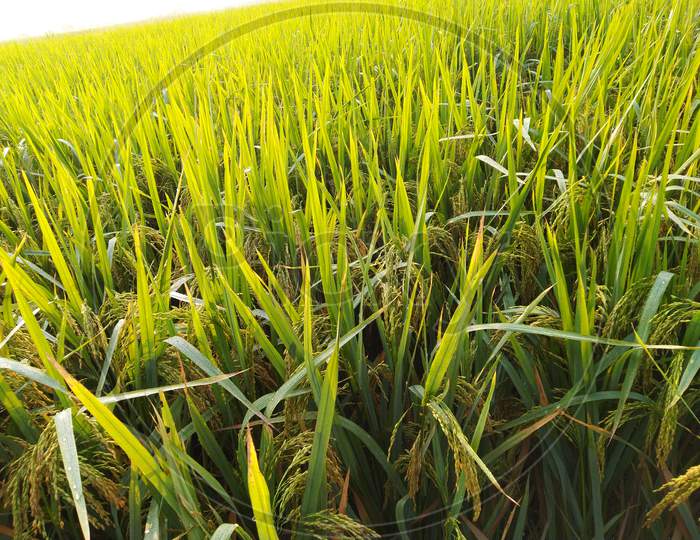 Rice crop in Mohangarh village Farmer gold