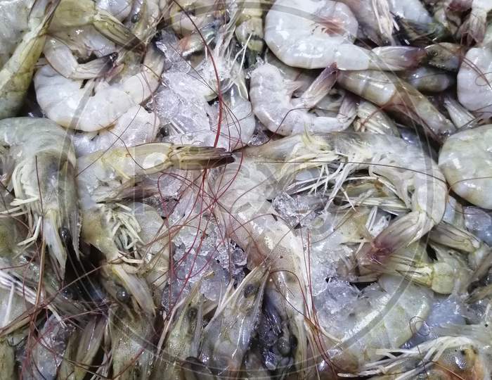 fresh prawns for sale in market