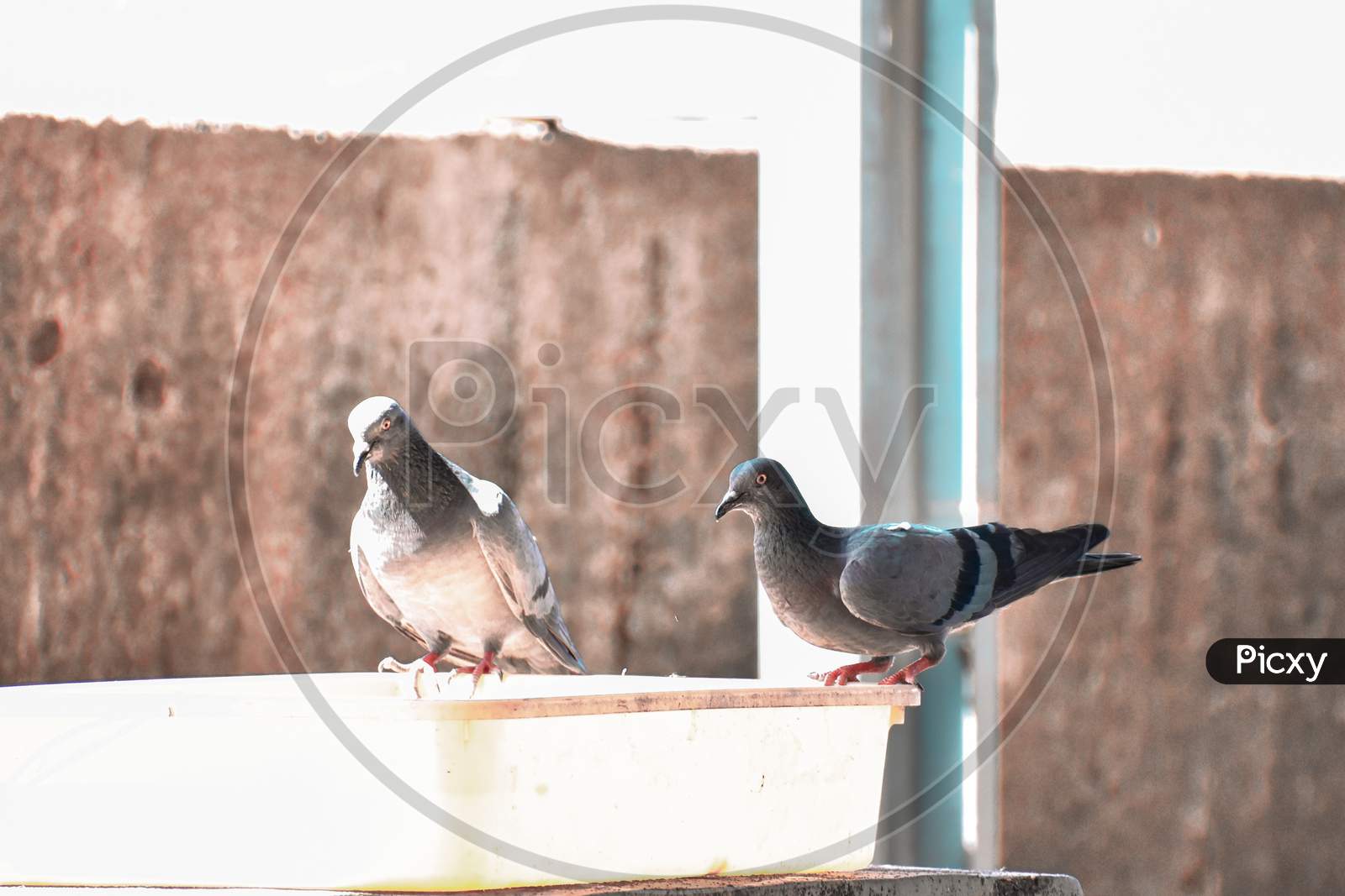 two pigeons sitting on a plastic tub drinking water