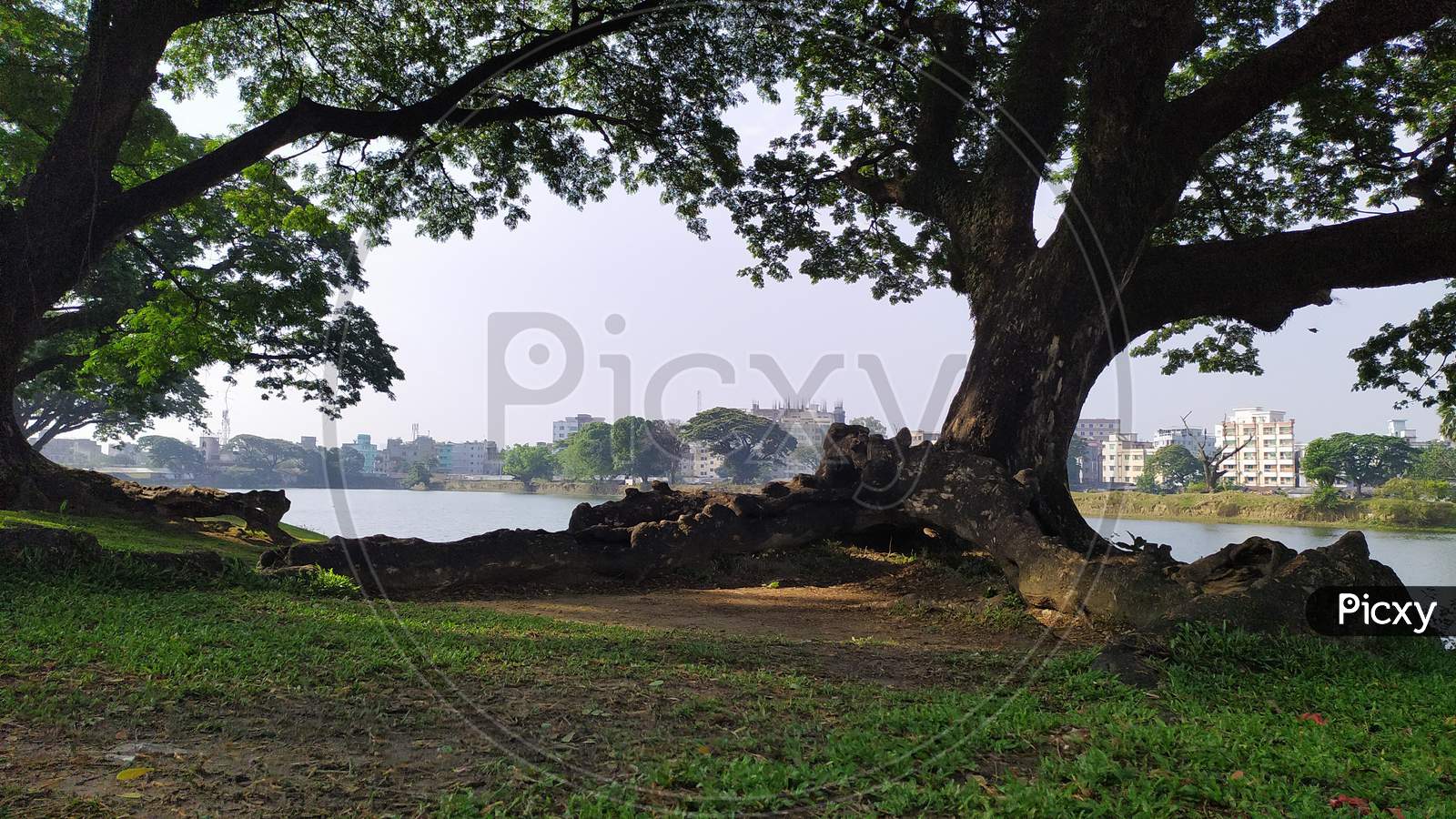 Banyan tree and lake
