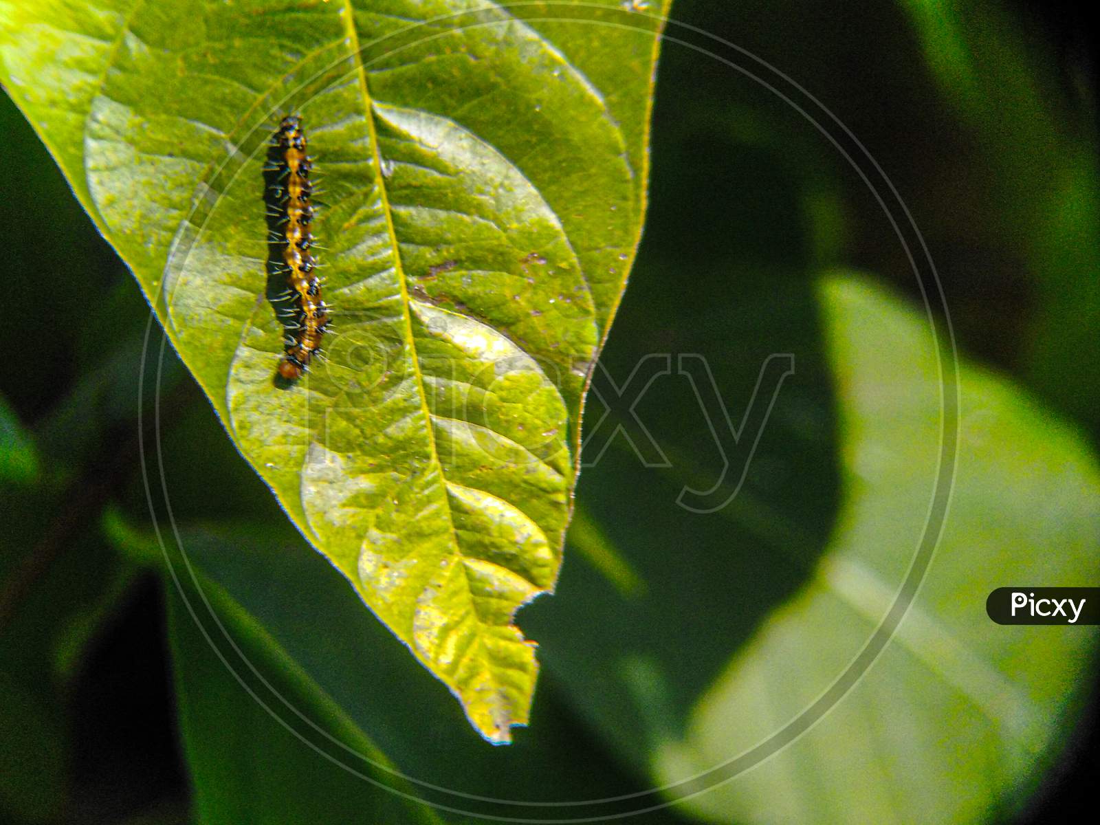 Caterpillar micro animal view