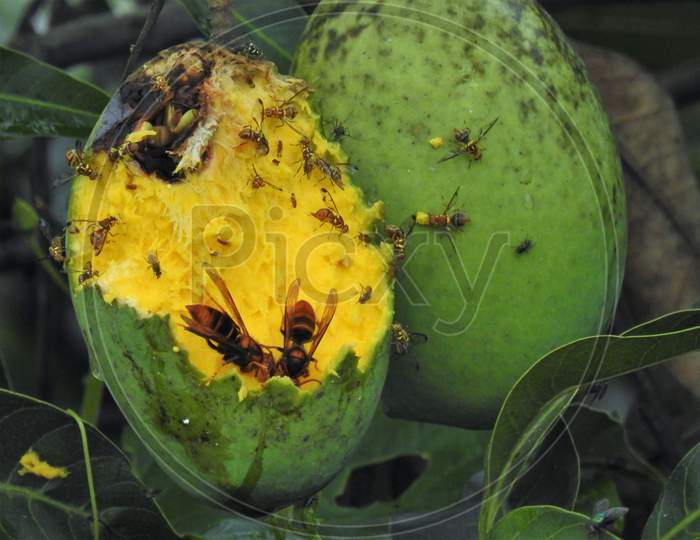 Fruit flies other insect damaging the mango fruit on tree