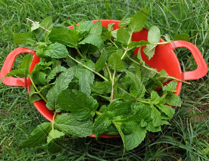 fresh green mint leaves in red basket with grass in background