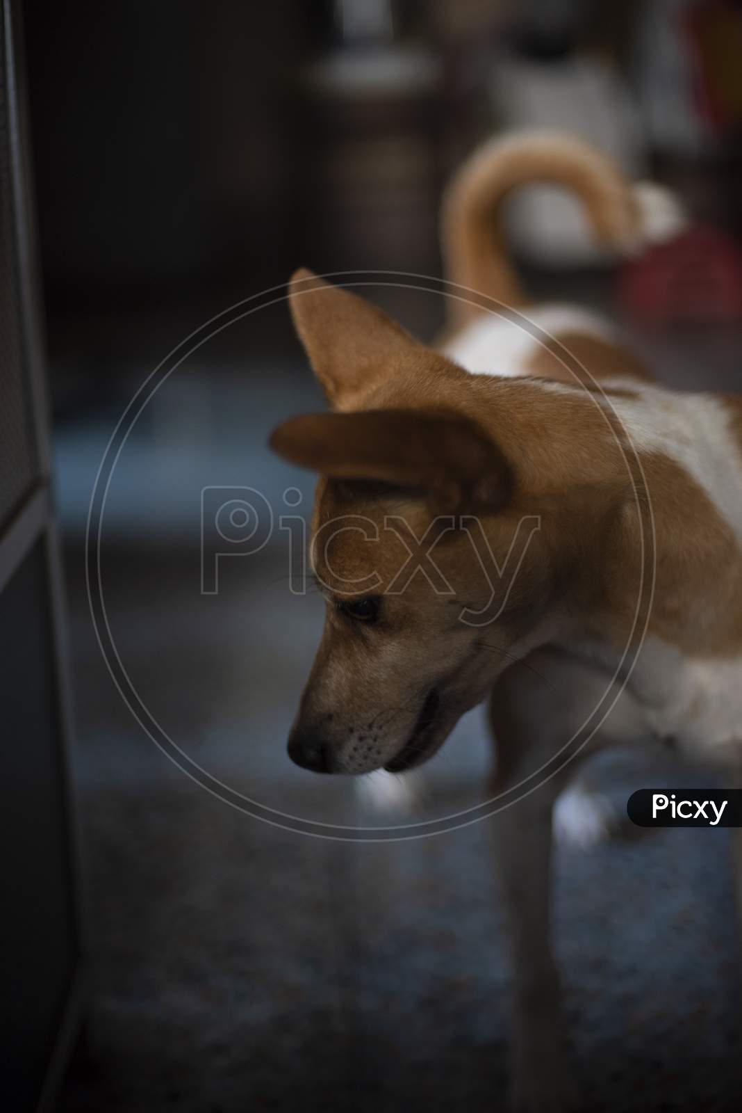 Portrait of a beautiful cute Indian breed domestic dog in a lazy mood to play. Indian breed dogs
