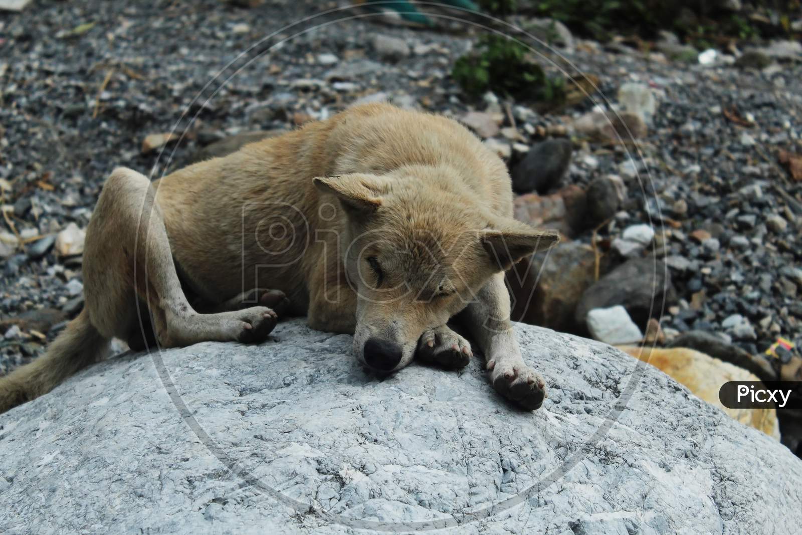 Dog Sleeping On A Rock