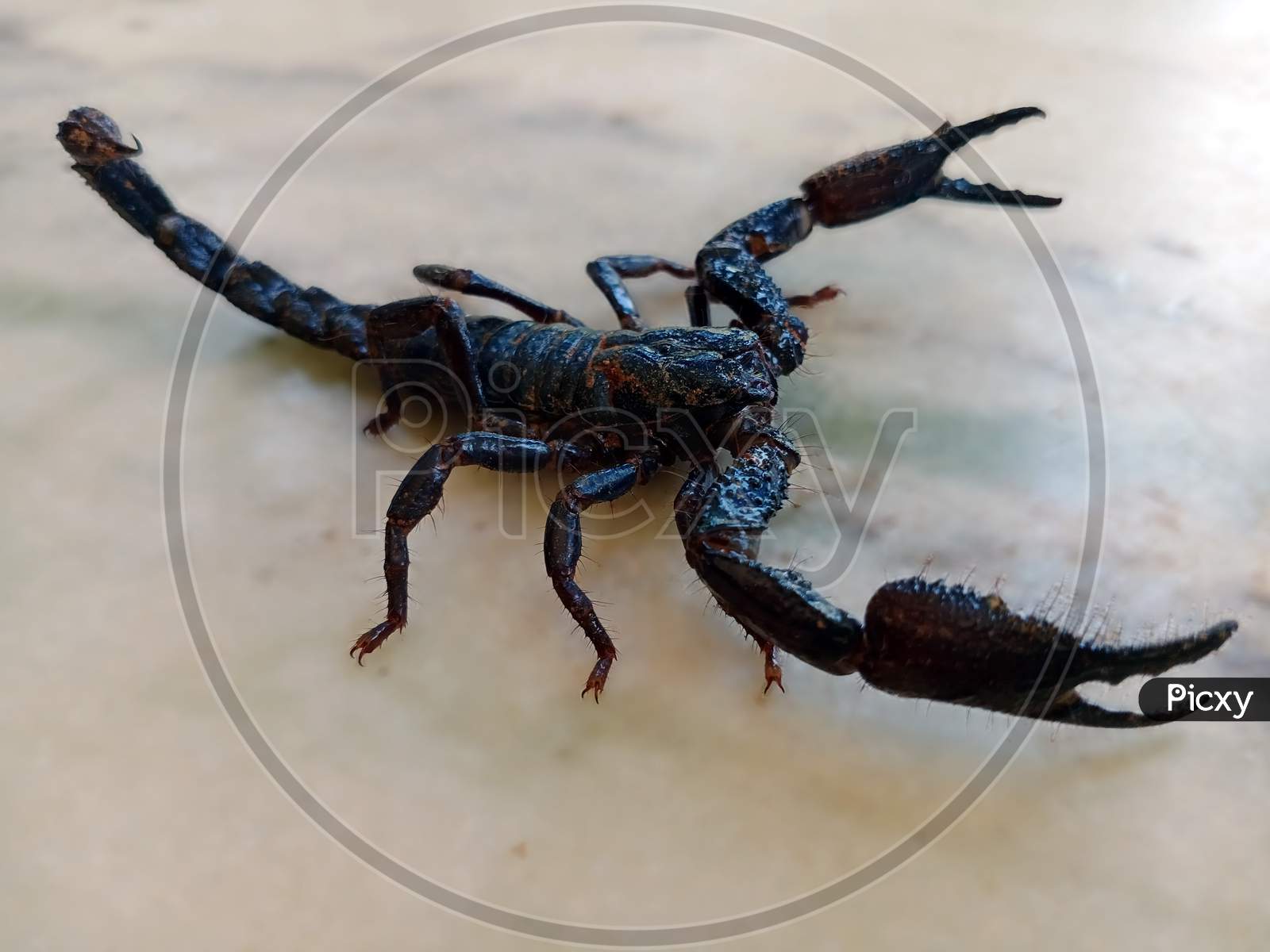 Indian Scorpion With Blur Background