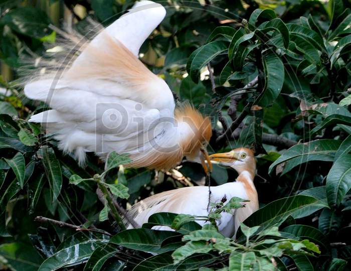 A Pair Of  Egret Sits  In A Nest  On The Banks Of The Brahmaputra River In The Panbazar Area Of Guwahati On May 05,2020.