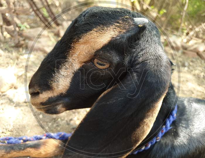 This is a little goat