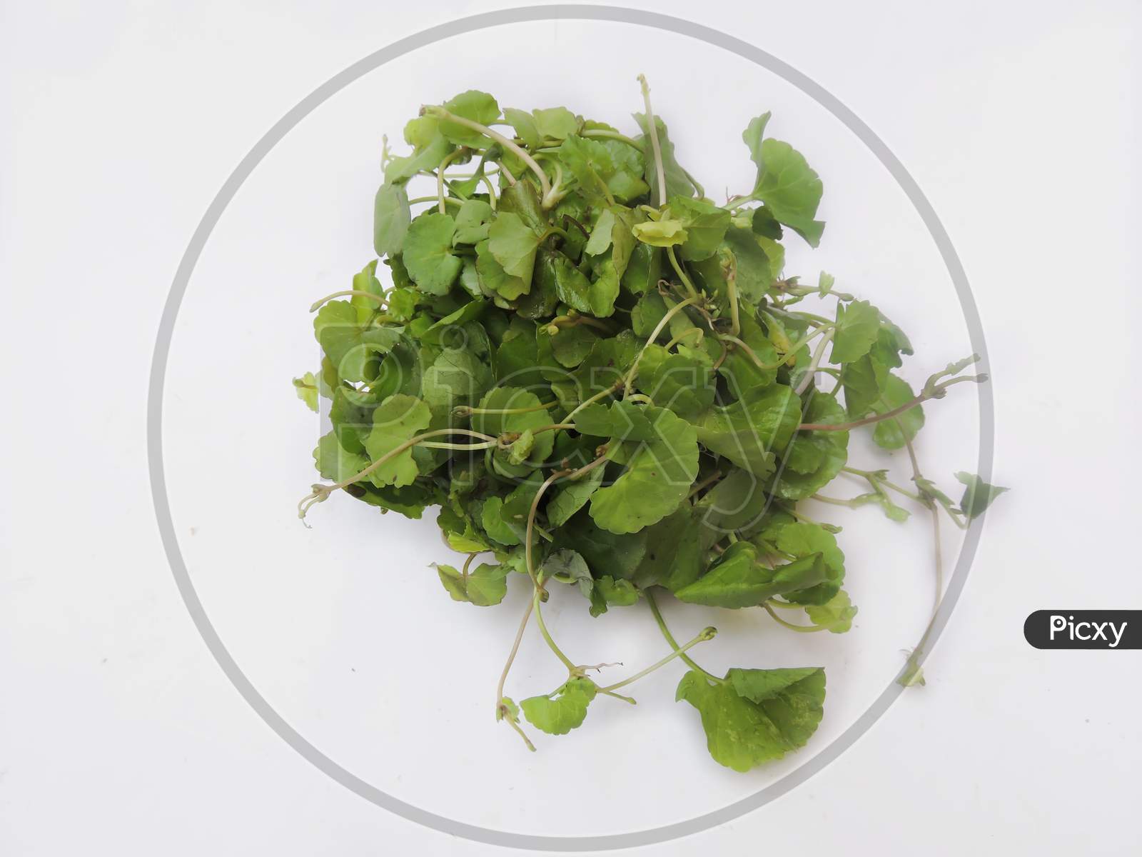 Leafy vegetable - Asiatic pennywort